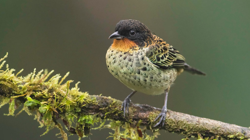 Guide for bird watching in Peru Updated guide 2021 Blog Machu Travel Peru