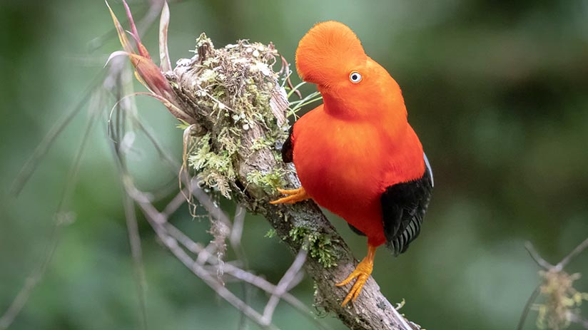 cock of the rock in the manu national park