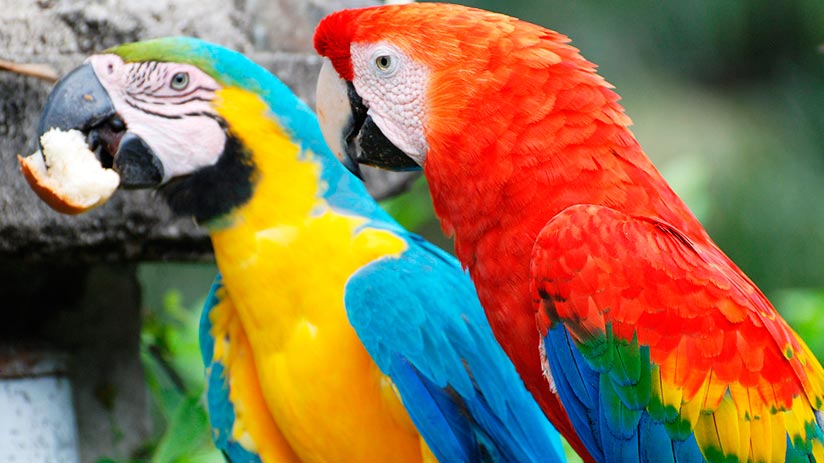 macaws in tambopata national reserve