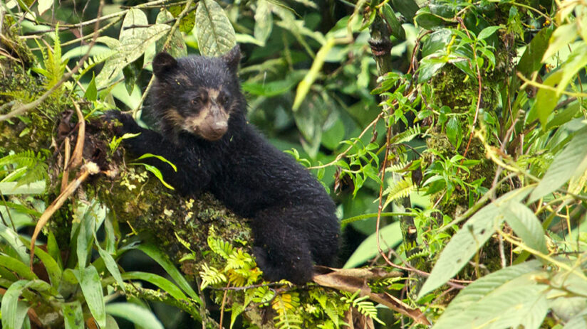 what is machu picchu biodiversity