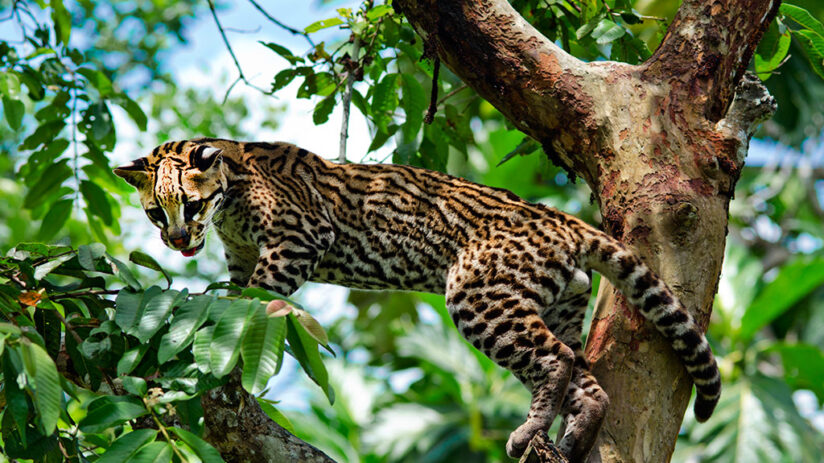 variety flora fauna in amazon in peru