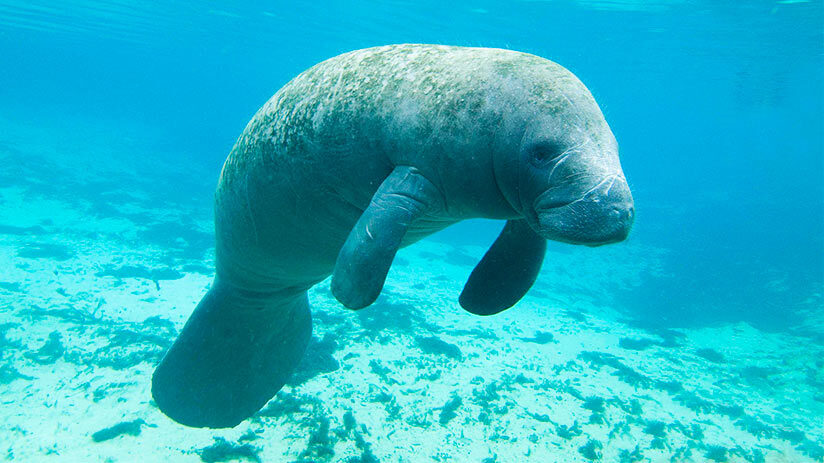 things to do in iquitos manatee