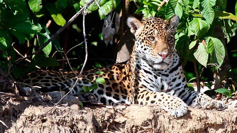 fauna in manu national park