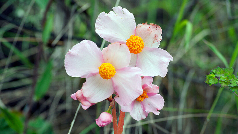 flora in manu national park
