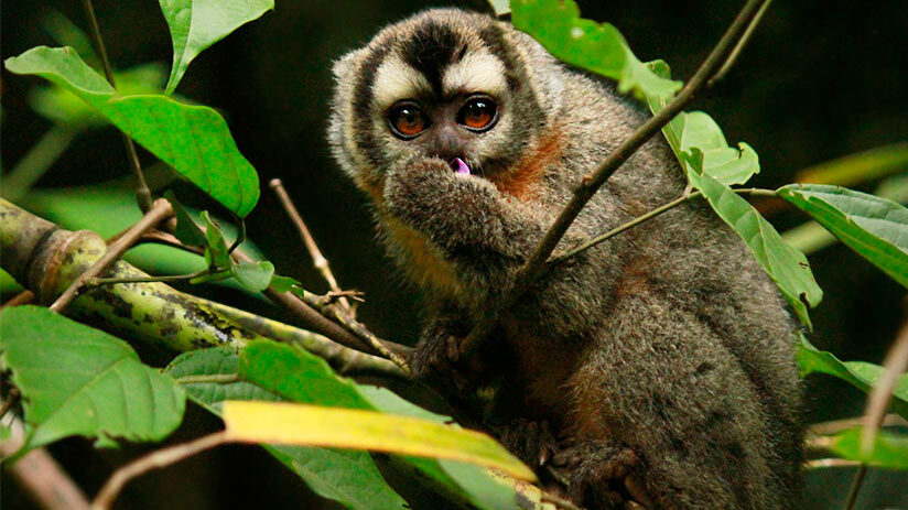 monkey in manu national park