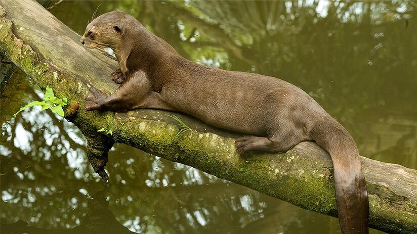 otter in manu national park