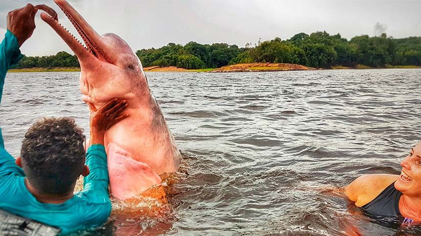 things-to-do-in-iquitos-pink-dolphins