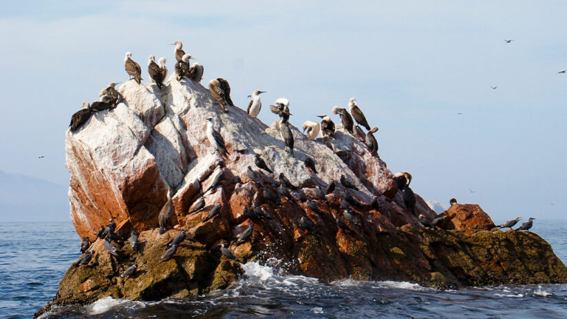 vacation spots ballestas islands