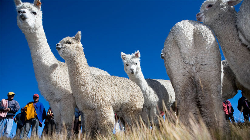 alpacas in hiking in peru