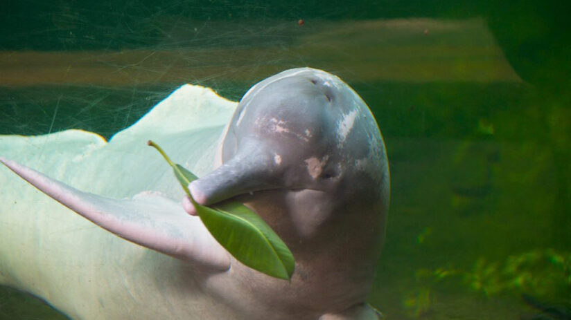 about pink river dolphin