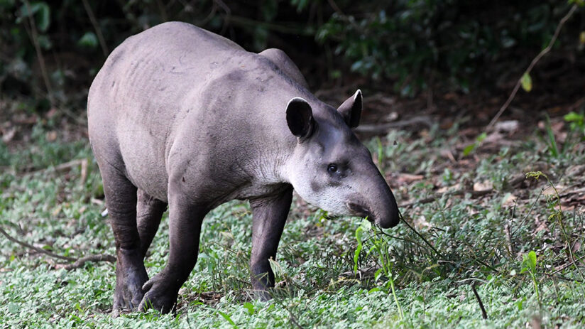 amazon rainforest animals amazonian tapir