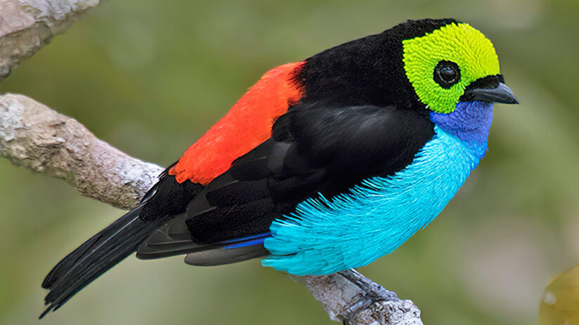 amazon rainforest animals paradise tanager