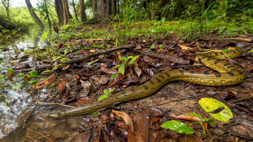anaconda amazon rainforest animals