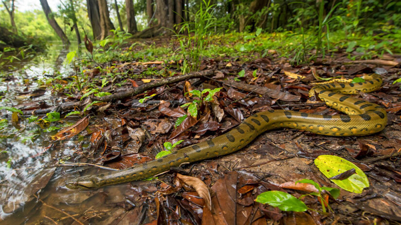 15 Recommended animals to see in the Amazon rainforest | Blog Machu