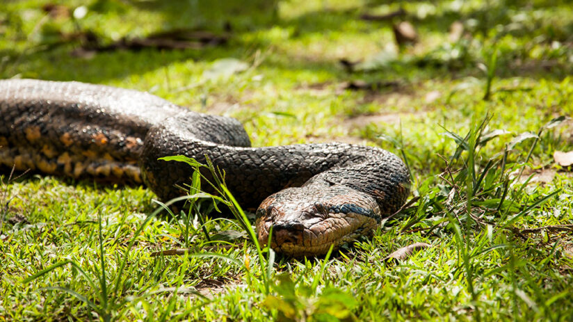 anaconda jungle predators