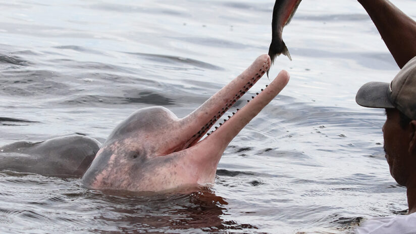 diet of pink river dolphin