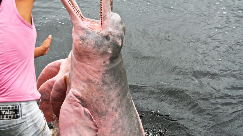 facts of the amazon pink river dolphin