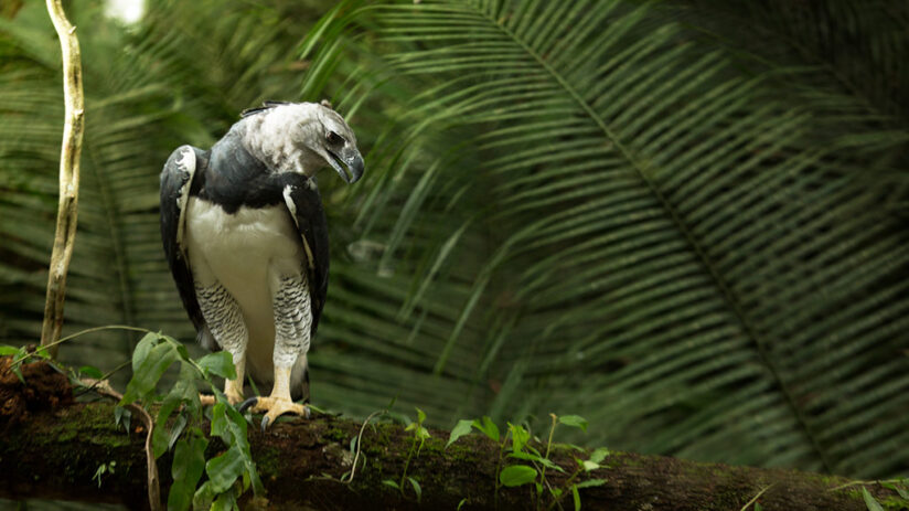 harpy eagle jungle predators