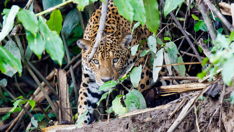 jaguar jungle predators