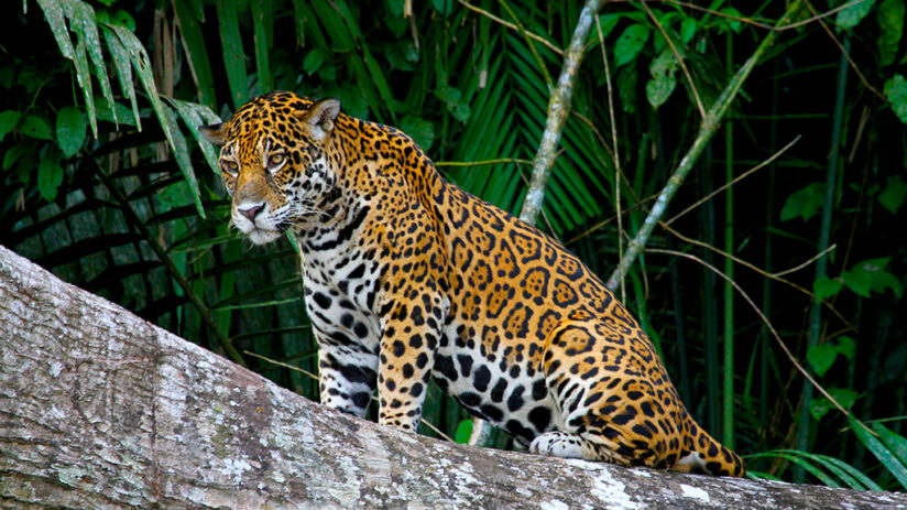 The best jungle predators to see on Amazon vacations | Blog Machu Travel  Peru