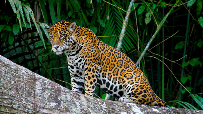 jungle predators in peru