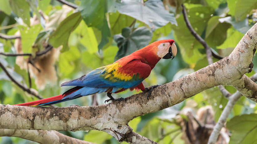 macaw amazon rainforest animals