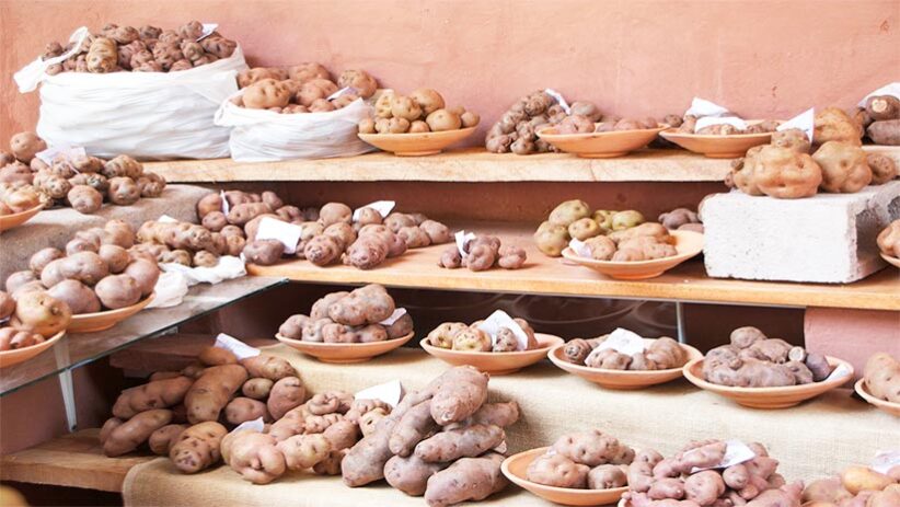 native peruvian potatoes