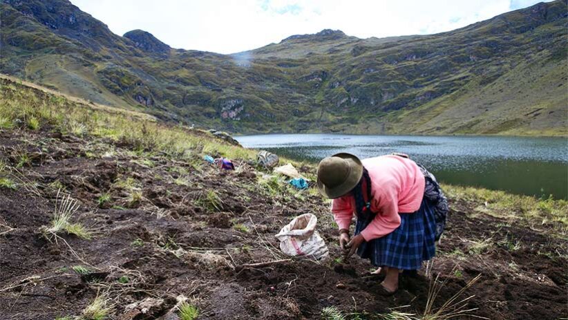 wurin shakatawa na dankalin turawa na Peruvian