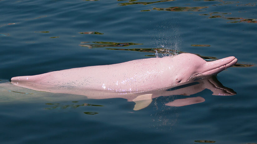 The Amazon Pink River Dolphin Blog Machu Travel Peru