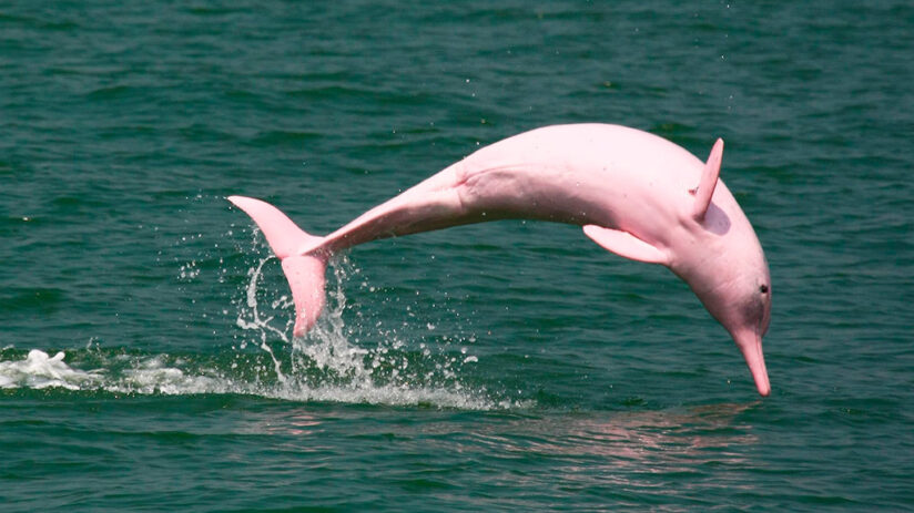 pink river dolphin amazon rainforest animals