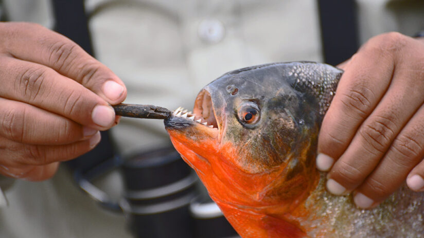 piranhas jungle predators