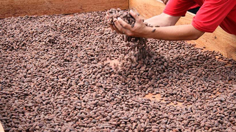 production of peruvian chocolate