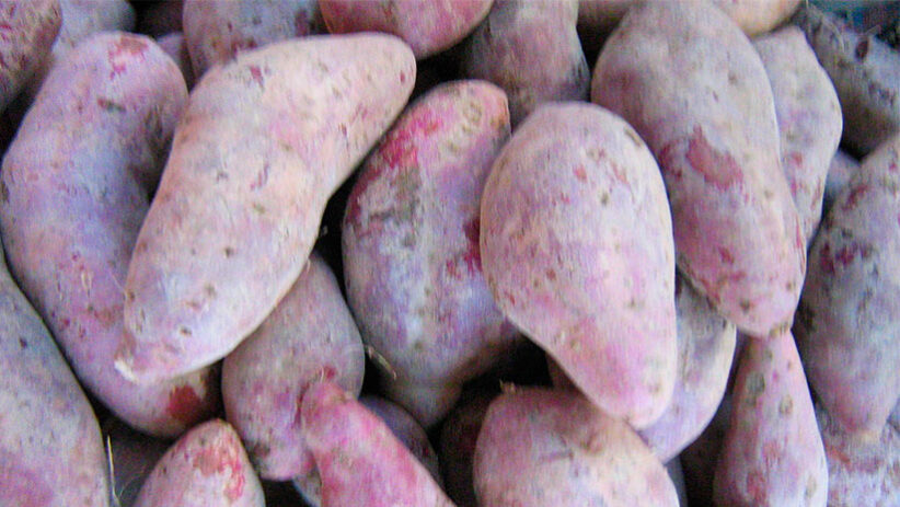 sweet peruvian potatoes