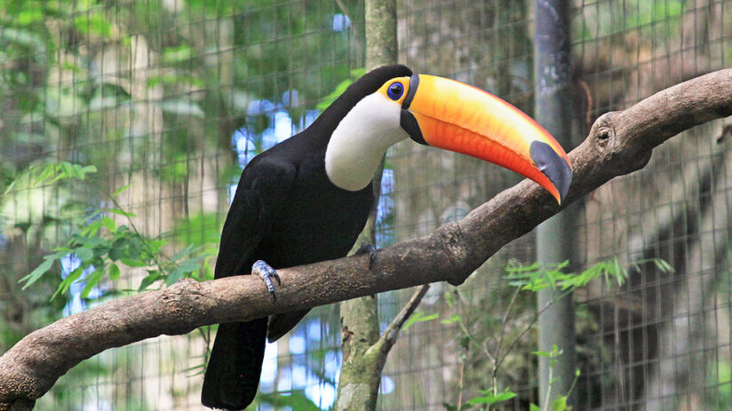 toucan amazon rainforest animals
