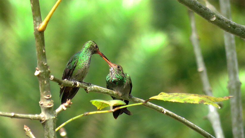 amazing bird watching in peru