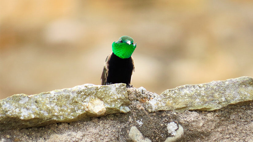 bird watching in center of peru