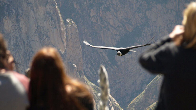 bird watching in peru condor