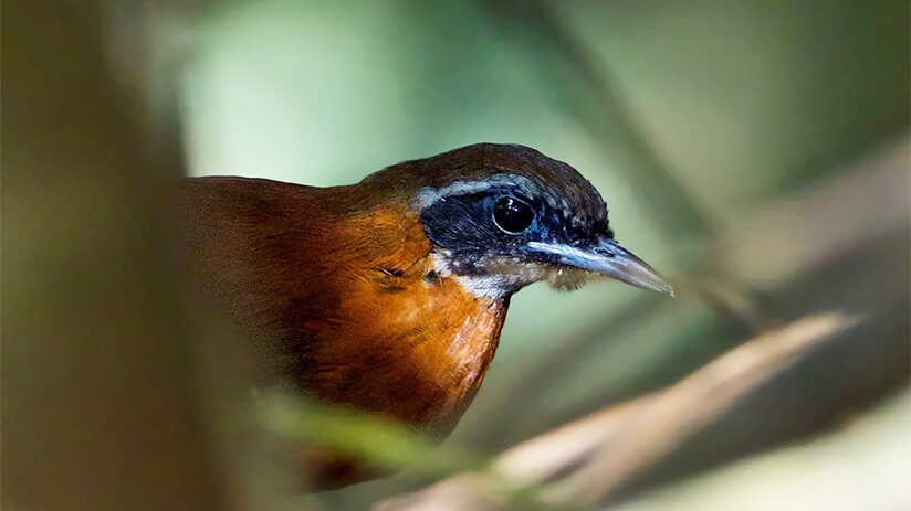 bird watching in peru cordillera azul antibird