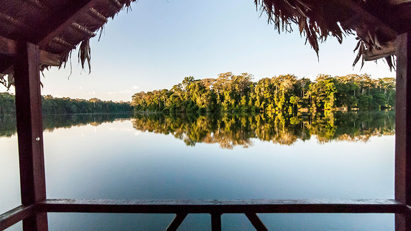 bird watching in peru in manu national park