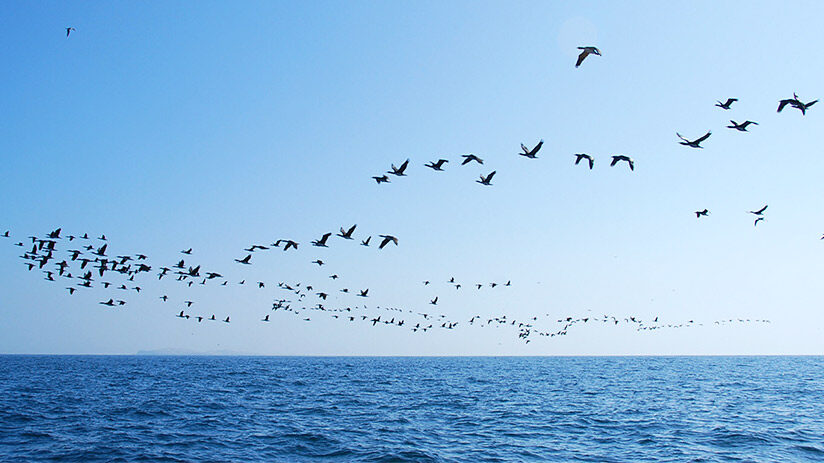 bird watching in peru north