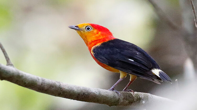 bird watching in peru manakin