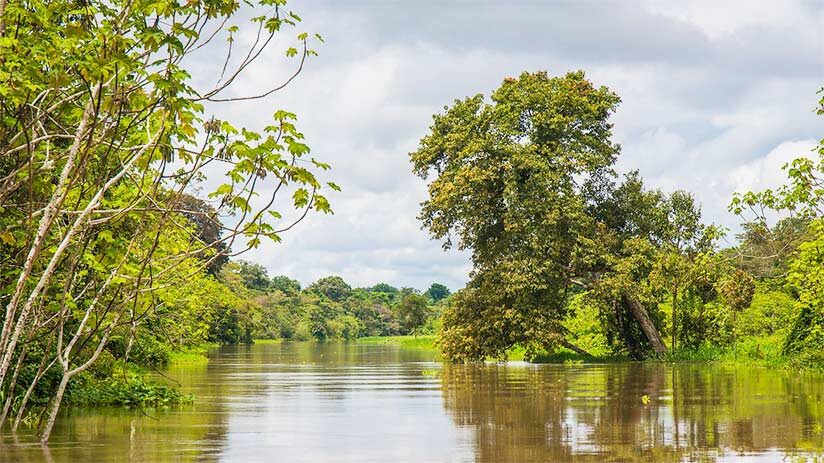 do bird watching in peru pacaya samiria