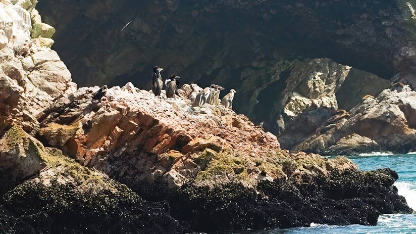 bird watching in peru penguins