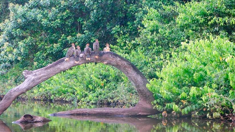 bird watching in peru tambopata