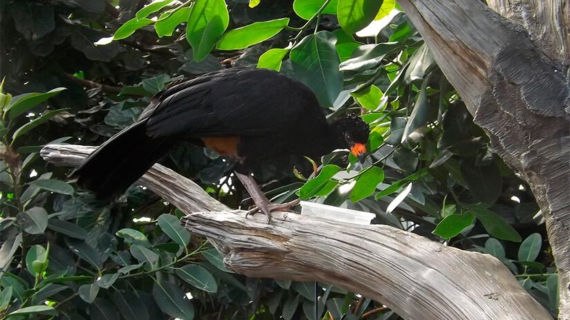 bird watching in peru wattled curassow