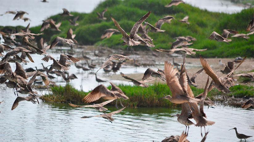 bird watching in peru zones