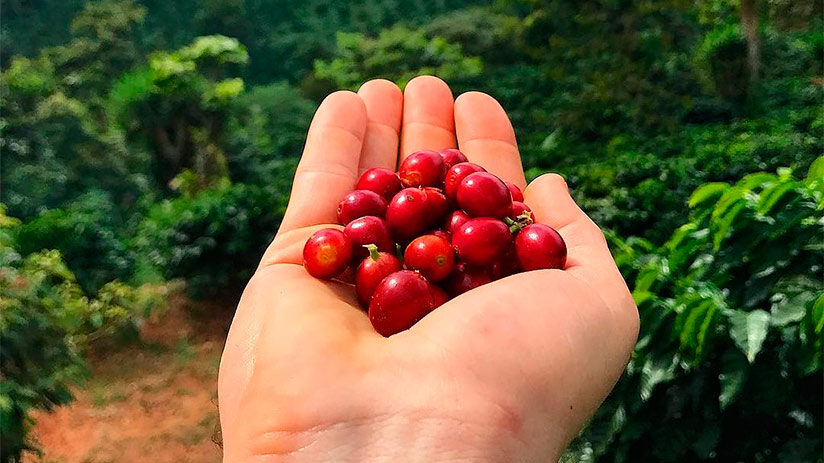 peruvian coffee red beans