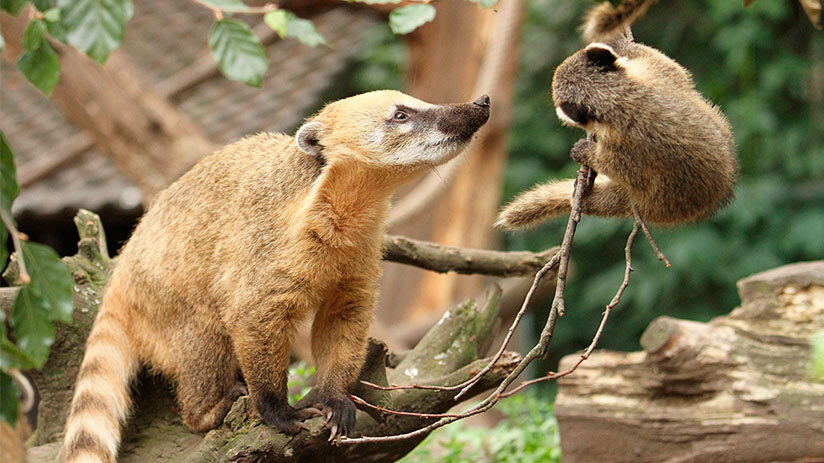 coati peruvian coffee