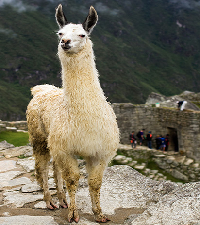 What's the difference between llamas and alpacas?