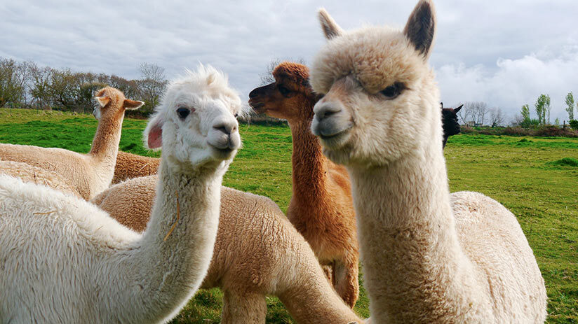 llamas and alpacas differences